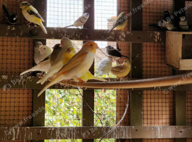 Young canaries for sale