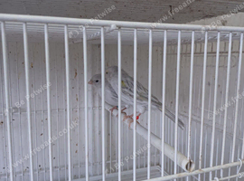 new colour canaries