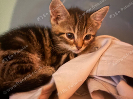 Kitten for sale