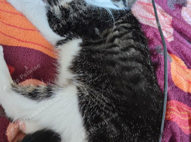 Lovely kittens are looking for a carying family