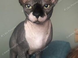 Sphynx