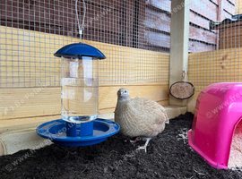 6 Quail &pound;50 Last of stock