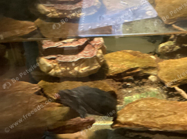 Gorgeous young Terrapins