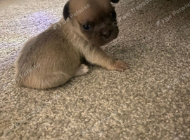 French bulldog x