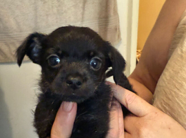 Handsome little boy
