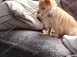Male chihuahua