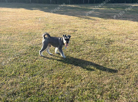 6 year old miniature schnauzer