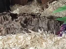 Caramel cornsnake with viv