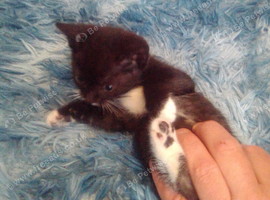3 gorgeous kittens for sale ready to leave now