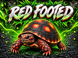 TORTOISES