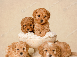 Beautiful F1b Cavapoo Puppies
