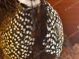 Male mearns quails