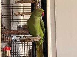 Rio - RingNeck talking parrot