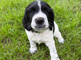 sprocker pups