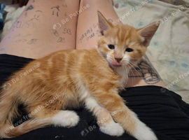 5 kittens ready now!
