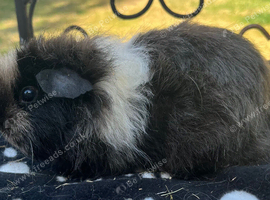 Lovely female  guinea pigs for sale