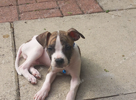 Alapha American bulldog