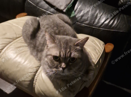 3 adorable british shorthairs