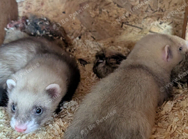 Albino poles and silver
