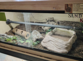 Kenyan sand boa with full setup