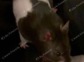 Male Syrian Hamster