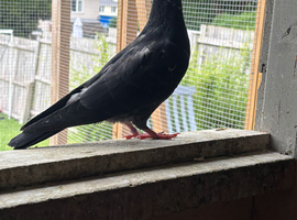 Pigeons for sale