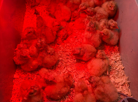 Buff Orpington 1day old chicks