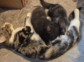 Last 2 females kittens 8 weeks old
