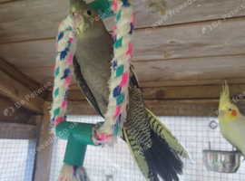 12wk old tiels