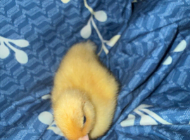 CALL Ducklings available