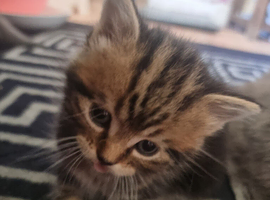 4 beautiful british short hair cross kittens