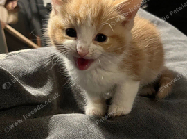 Ginger kittens