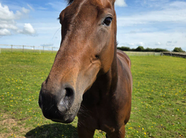 Beautiful TB Mare for Sale