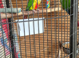 Bonded pair of green cheek conure