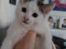 British long hair kitten