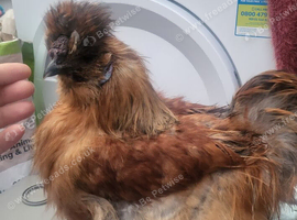 Silkie cockeral