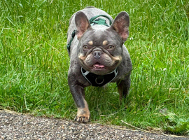 Female Frenchie 18months