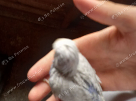 Albino lutino and other budgies