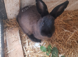12 week old rabbits 2 boys