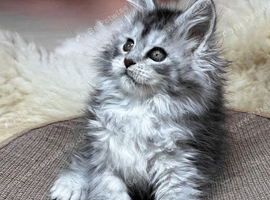 Wanted mainecoon read description please