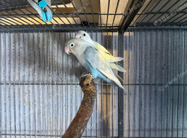 Pair of lovebirds