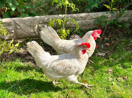 5 Chickens From Sale