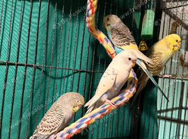 Young Budgies 8 to 10 Weeks Old Available Runcorn Area