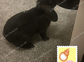Free 12 week old rabbit for sale to a good home