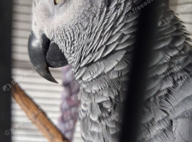 African grey female