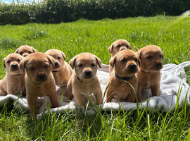 Superb Red Fox & Golden Labrador Puppies