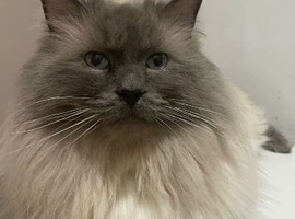 Stud only not for sale - Ragdoll