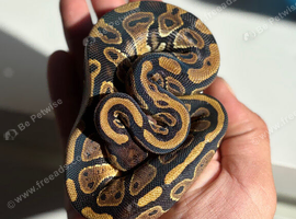 Royal pythons for sale