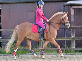A genuine, kind confidence-giving pony looking for his next best friend.