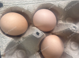 Lovely Young Hen & Rooster - &pound;70 - Wigan - Collection Only